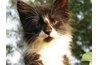 Keep your cat away from prolonged sun and heat exposure.