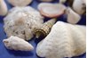 Seashells make good decorations.