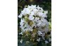 Crapemyrtles love August heat.