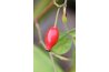 Shrub roses have colorful seed pods (hips) in the winter.