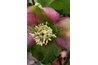 Hellebores often bloom even before spring bulbs.