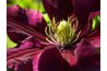 Clematis chiisanensis is a flowering vine.