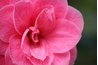 Tea oil is produced from Camellia leaves.