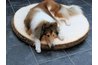 Dogs can get Giardia from drinking contaminated water.