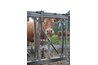 An example of a steel cow stanchion.