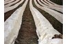 Windrows are just one method of composting.