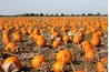 Choosing the right pumpkin is key.
