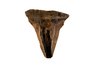 Note the brown and black colors of this fossil tooth.