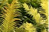 Damaged leaves detract from the fern's natural beauty.