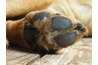 Basset Hounds' paws are prone to fungus infections.