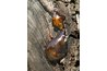 Resin originally comes from pine sap.
