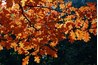 Many oak species have lobes, striations or teeth along the edges of their leaves.