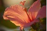 Hibiscus syriacus grows to 8 feet tall.