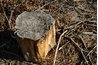 A stump, block of concrete or other elevated material is used as a rest for one end of the sheet of glass.