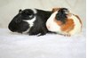 Guinea pigs can pass mange mites to each other and to humans.