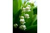 Lily-of-the-Valley