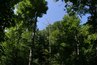 Western Hemlock is the state tree of Washington.