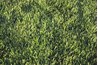 Four to six inches of topsoil is recommended for growing a healthy lawn.