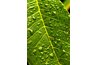 Hickory leaves are smooth and tapered.