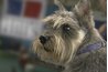 Dog ear drops are available to keep the ears clean.