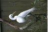 The beautiful white egret can often be seen in the area.