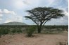 The roots of the acacia must grow deep to seek out water.