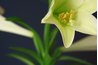 The petals of the Easter lily's trumpet-like flower blossom into a star shape.