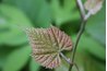 Wild grape leaves are short and wide.
