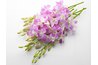 Lavender is a strong-smelling plant which is offensive to cats.