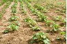 A farmer will consider the crop when selecting a tractor.