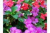 Impatiens blooms throughout the summer.