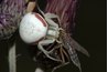 Crab Spider
