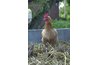 Local farms are a possible customer and source of compost material.