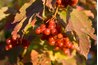 Viburnums' brightly colored leaves and berries really stand out in the fall.