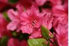 Azaleas complement gardenias in the landscape.