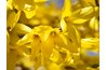 Forsythias are one of the first shrubs to bloom in the spring.