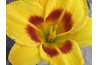 Daylilies come in many colors, and some are even scented.