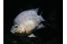 Tilapia