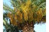 Dates only grow on female trees.