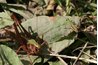 Grasshoppers that migrate in swarms are called locusts.