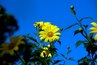 Perennial sunflowers are bright and cheerful.