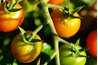 Most types of tomatoes fit in the palm of your hand.