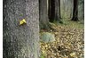 Bark protects trees.
