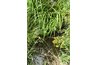 Identify drainage problems by watching water flow during a heavy rain.