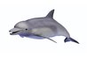 Hang a paper mache dolphin from a ceiling for great impact.