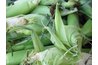 Corn and soy could yield oil for resins