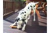 Dalmatians are white with black spots.