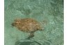 Sea turtles lay eggs annually in the Yucatan.