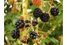 Mulberries can be red, purple or white.