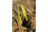 Heavy rainfall may also disturb delicate roots.
